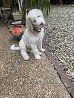 Harry, a male Poodle - Standard  for sale in Hot Springs, AR – Photo 5 of 7