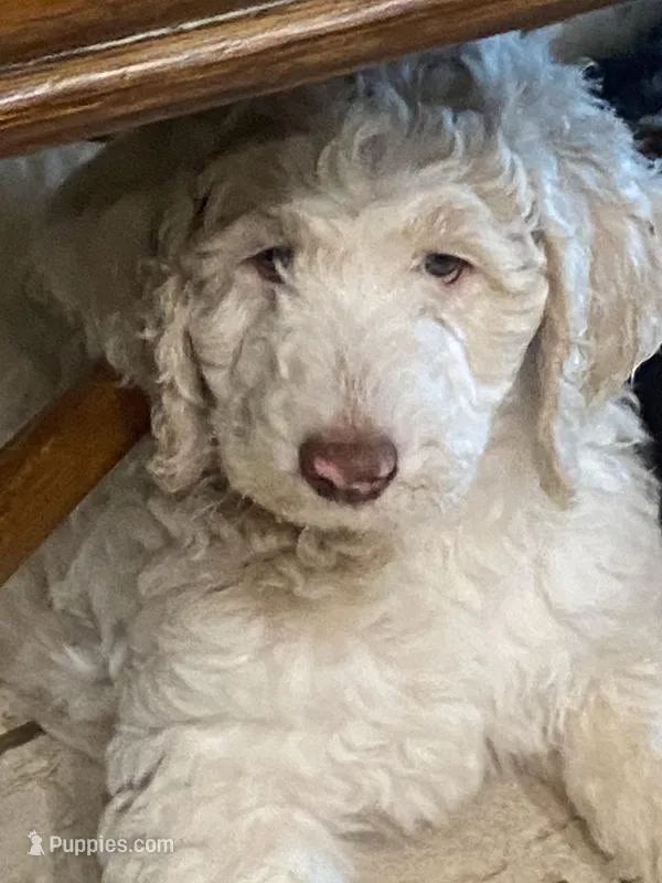 Harry – Poodle - Standard  puppy for sale in Hot Springs, AR