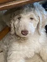 Harry, a male Poodle - Standard  for sale in Hot Springs, AR – Photo 1 of 7