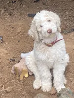 Harry, a male Poodle - Standard  for sale in Hot Springs, AR – Photo 3 of 7