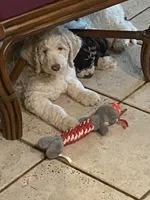Harry, a male Poodle - Standard  for sale in Hot Springs, AR – Photo 7 of 7