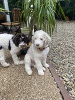 Harry, a male Poodle - Standard  for sale in Hot Springs, AR – Photo 4 of 7