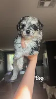 Aussie doodle , a  Miniature Aussiedoodle for sale in Seneca, MO – 2 of 4