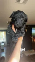 Aussie doodle , a  Miniature Aussiedoodle for sale in Seneca, MO – 3 of 4