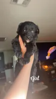Aussie doodle , a  Miniature Aussiedoodle for sale in Seneca, MO – 4 of 4