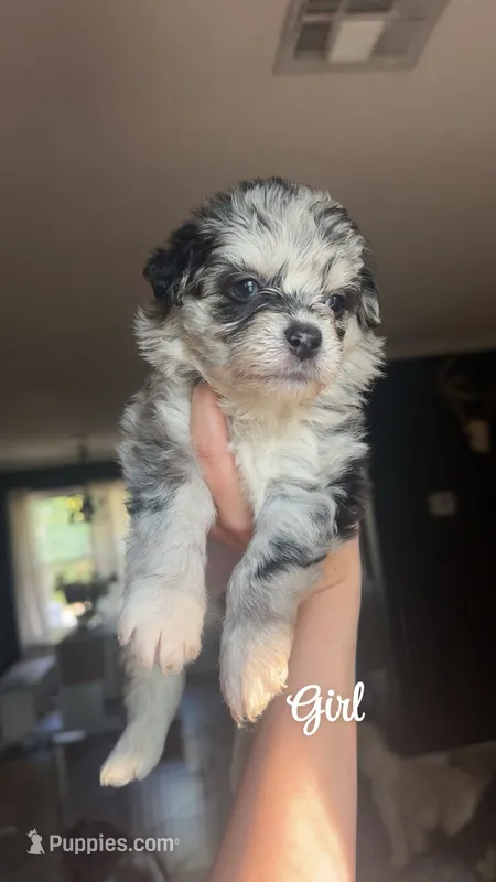 Aussie doodle  – Miniature Aussiedoodle puppy for sale in Seneca, MO