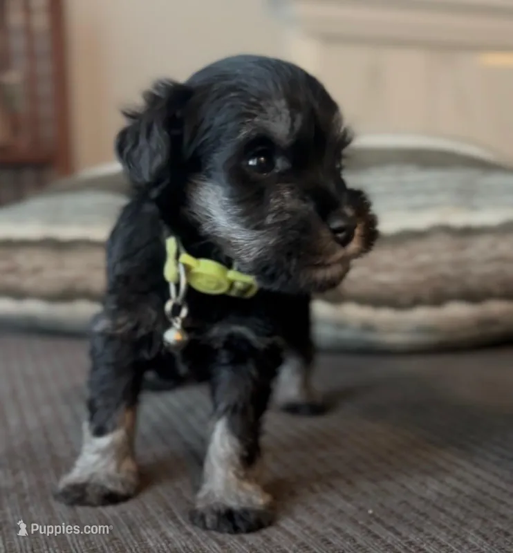 Yellow girl – Miniature Schnauzer puppy for sale in Redlands, CA