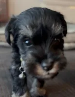 Yellow girl, a female Miniature Schnauzer for sale in Redlands, CA – Photo 4 of 4