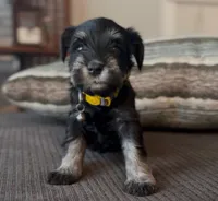 Purple girl , a female Miniature Schnauzer for sale in Redlands, CA – Photo 2 of 4