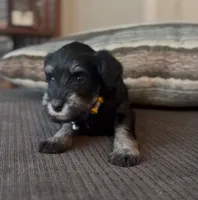 Purple girl , a female Miniature Schnauzer for sale in Redlands, CA – Photo 4 of 4