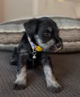 Purple girl , a female Miniature Schnauzer for sale in Redlands, CA – Photo 3 of 4