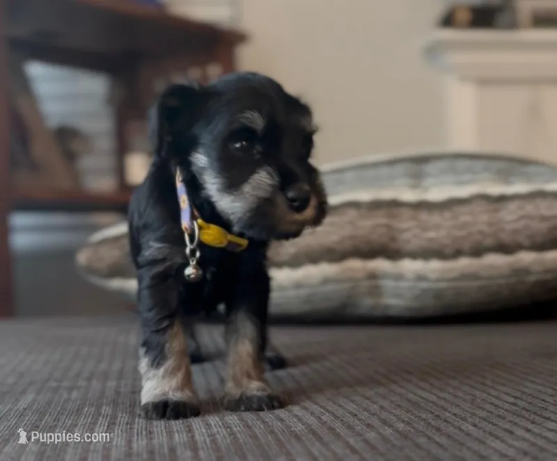 Purple girl  – Miniature Schnauzer puppy for sale in Redlands, CA