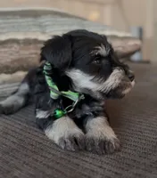 Green Boy, a female Miniature Schnauzer for sale in Redlands, CA – Photo 3 of 4