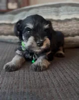 Green Boy, a female Miniature Schnauzer for sale in Redlands, CA – Photo 4 of 4
