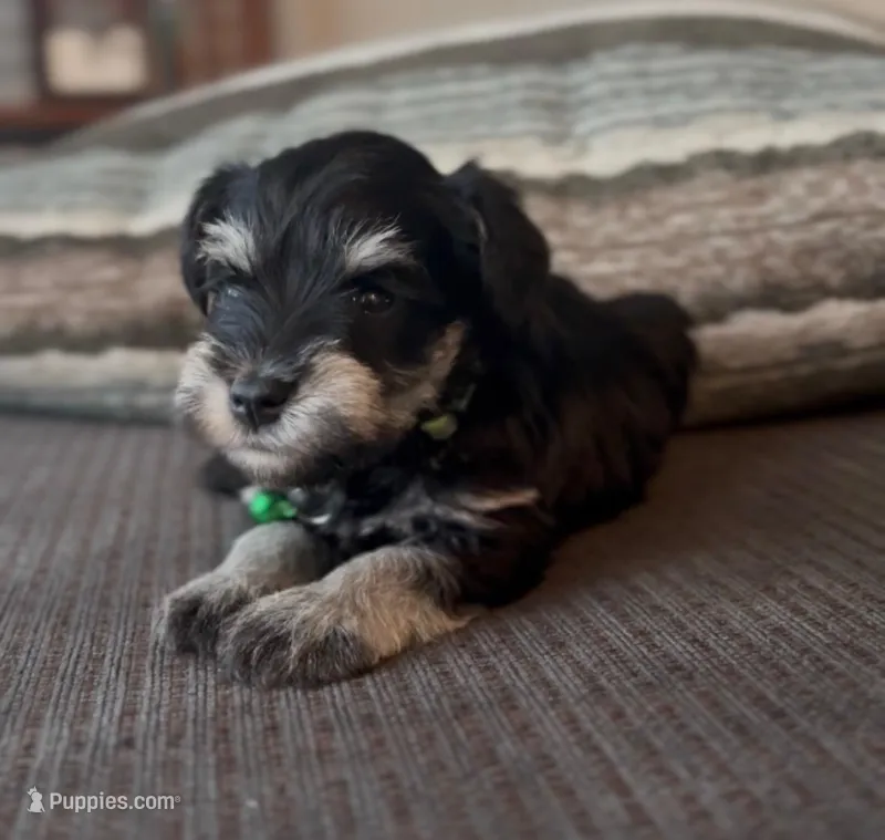 Green Boy – Miniature Schnauzer puppy for sale in Redlands, CA