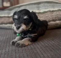 Green Boy, a female Miniature Schnauzer for sale in Redlands, CA – Photo 1 of 4