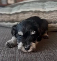 Green Boy, a female Miniature Schnauzer for sale in Redlands, CA – Photo 2 of 4