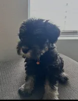 Buddy boy, a male Miniature Schnauzer for sale in Redlands, CA – Photo 7 of 8