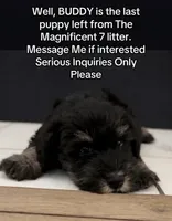 Buddy boy, a male Miniature Schnauzer for sale in Redlands, CA – Photo 8 of 8