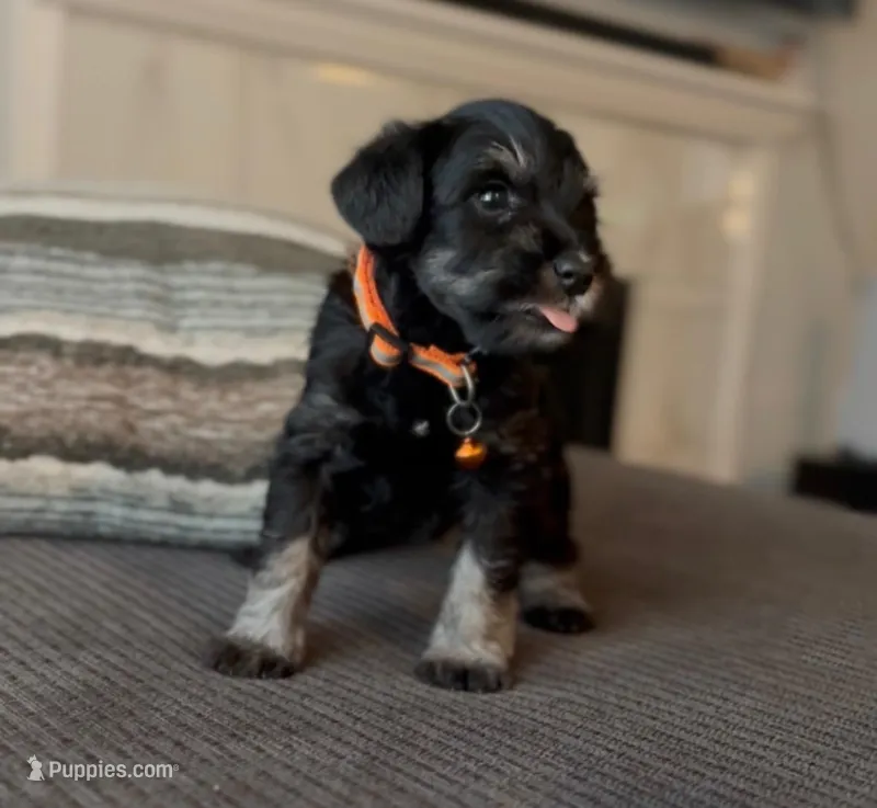 Orange boy – Miniature Schnauzer puppy for sale in Redlands, CA