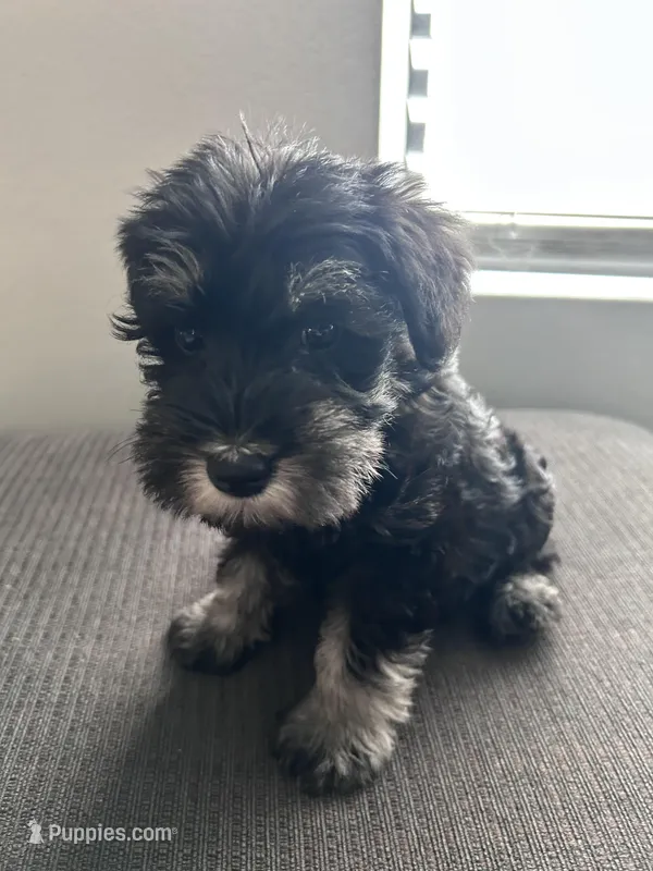 Buddy boy – Miniature Schnauzer puppy for sale in Redlands, CA