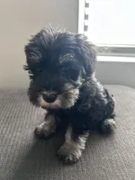 Buddy boy, a male Miniature Schnauzer for sale in Redlands, CA – Photo 1 of 8