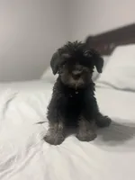 Buddy boy, a male Miniature Schnauzer for sale in Redlands, CA – 8 of 10