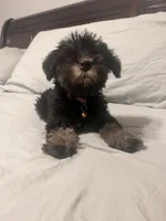 Buddy boy, a male Miniature Schnauzer for sale in Redlands, CA – 10 of 10