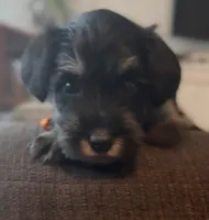 Orange boy, a female Miniature Schnauzer for sale in Redlands, CA – Photo 2 of 4