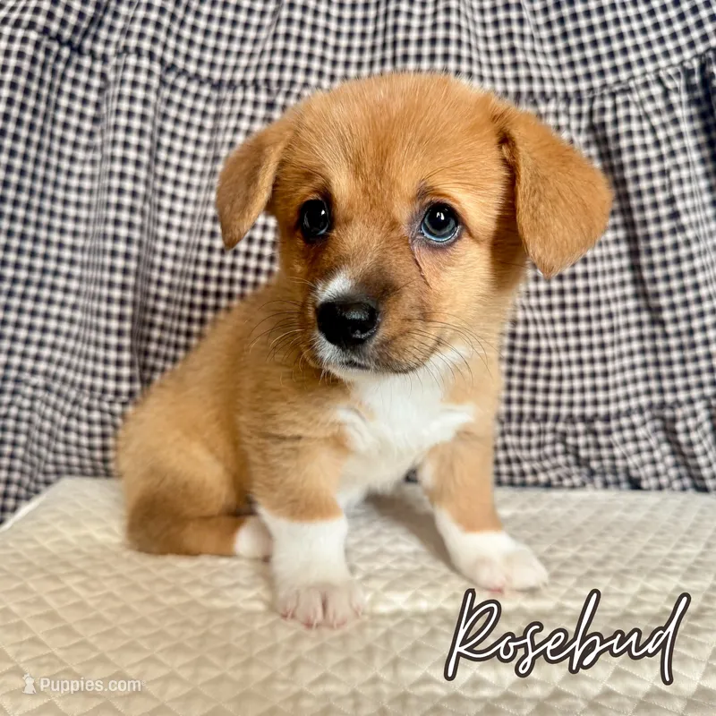 Rosebud – Pembroke Welsh Corgi puppy for sale in Bedias, TX