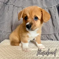 Rosebud, a female Pembroke Welsh Corgi for sale in Bedias, TX – 1 of 2