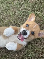 B-Dawg, a male Pembroke Welsh Corgi for sale in Bedias, TX – 2 of 4