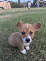 B-Dawg, a male Pembroke Welsh Corgi for sale in Bedias, TX – 4 of 4