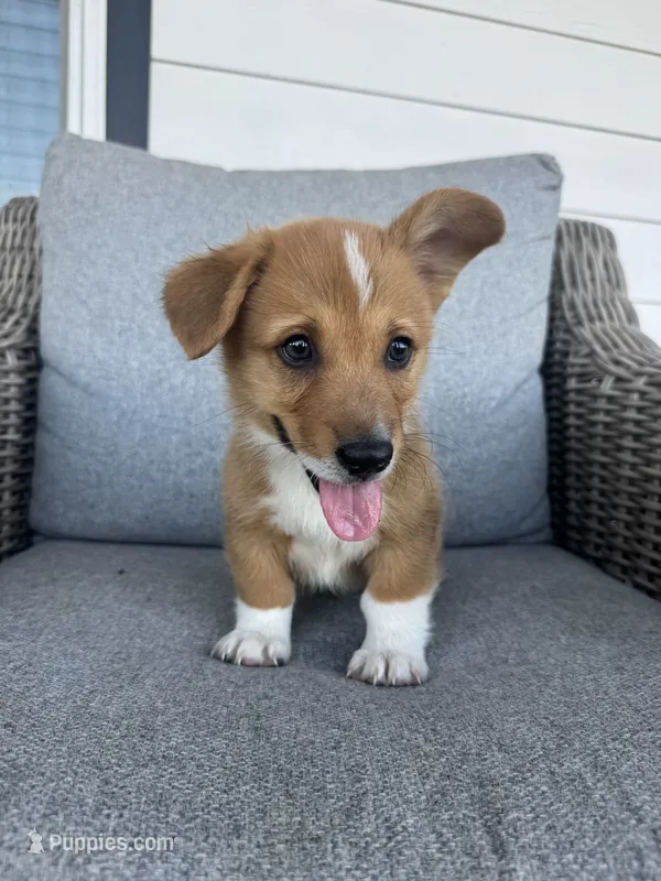 Budderball – Pembroke Welsh Corgi puppy for sale in Bedias, TX