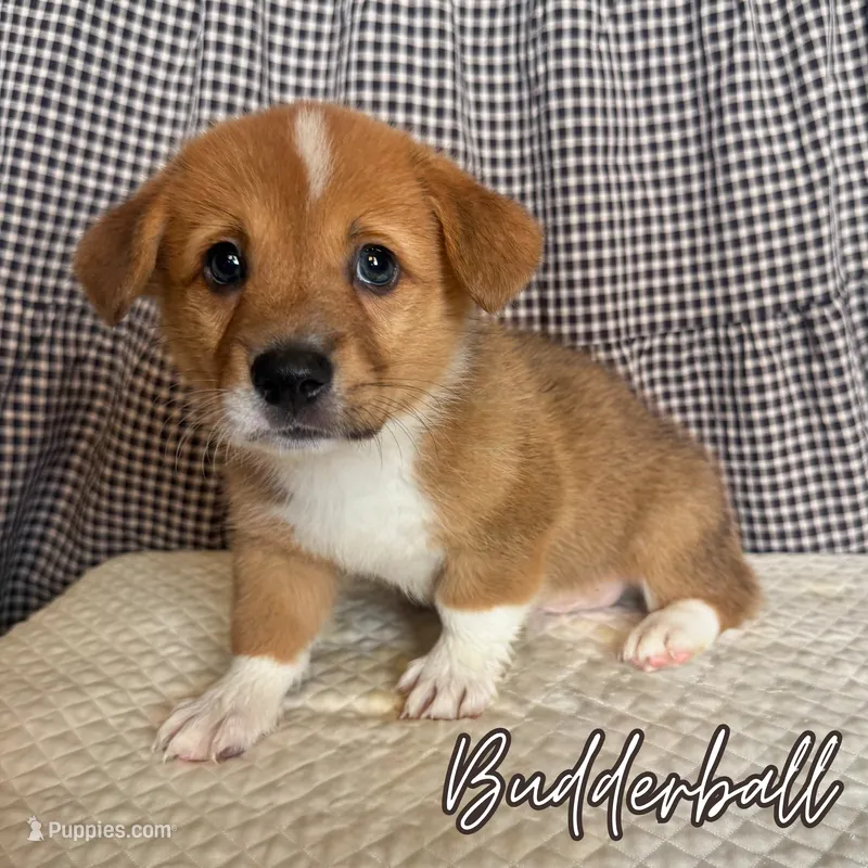 Budderball – Pembroke Welsh Corgi puppy for sale in Bedias, TX