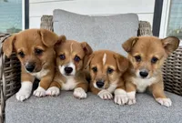 Budderball, a male Pembroke Welsh Corgi for sale in Bedias, TX – 2 of 3