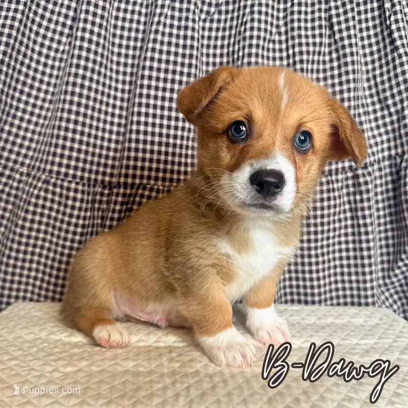 B-Dawg – Pembroke Welsh Corgi puppy for sale in Bedias, TX