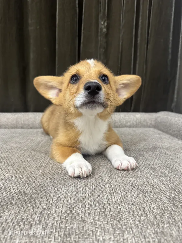Budderball – Pembroke Welsh Corgi puppy for sale in Bedias, TX