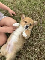 Mudbud, a male Pembroke Welsh Corgi for sale in Bedias, TX – 4 of 4