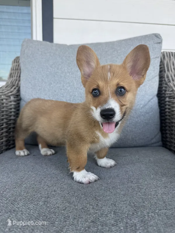 B-Dawg – Pembroke Welsh Corgi puppy for sale in Bedias, TX