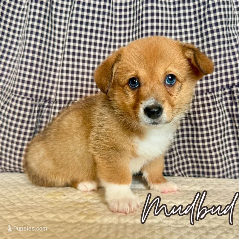 Mudbud – Pembroke Welsh Corgi puppy for sale in Bedias, TX