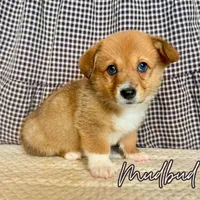 Mudbud, a male Pembroke Welsh Corgi for sale in Bedias, TX – 1 of 4