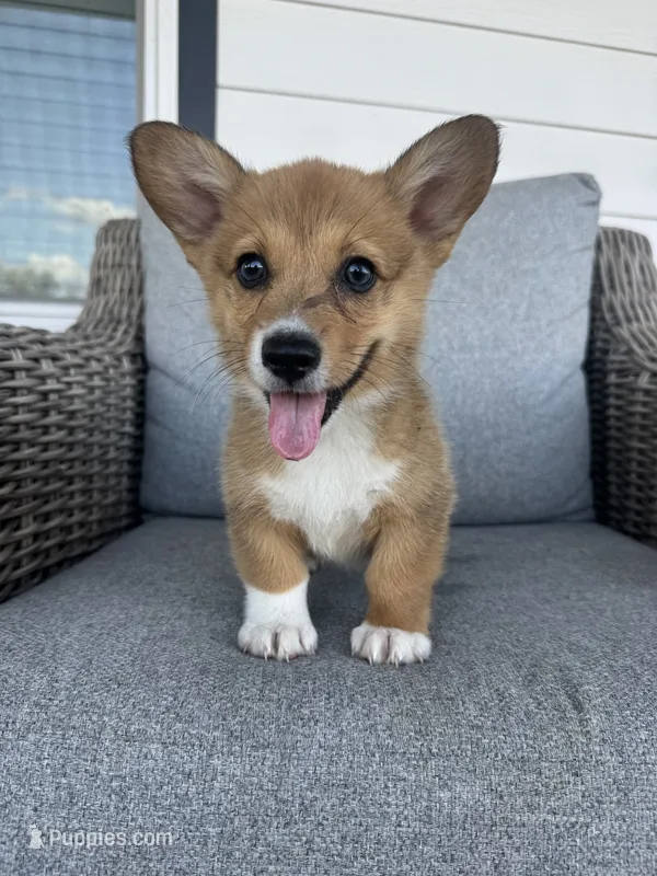 Mudbud – Pembroke Welsh Corgi puppy for sale in Bedias, TX