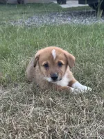 Budderball, a male Pembroke Welsh Corgi for sale in Bedias, TX – 3 of 3