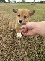 Mudbud, a male Pembroke Welsh Corgi for sale in Bedias, TX – 3 of 4