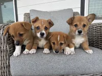 B-Dawg, a male Pembroke Welsh Corgi for sale in Bedias, TX – 3 of 4