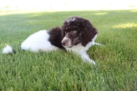 Clyde, a male Poodle - Standard  for sale in Ogden, UT – 6 of 6