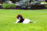 Clyde, a male Poodle - Standard  for sale in Ogden, UT – 3 of 6