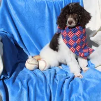 Clyde, a male Poodle - Standard  for sale in Ogden, UT – 4 of 6