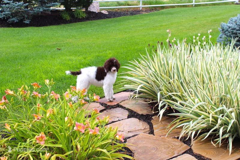 Clyde – Poodle - Standard  puppy for sale in Ogden, UT